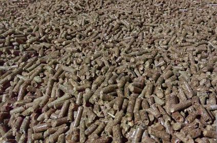 ��ľ����